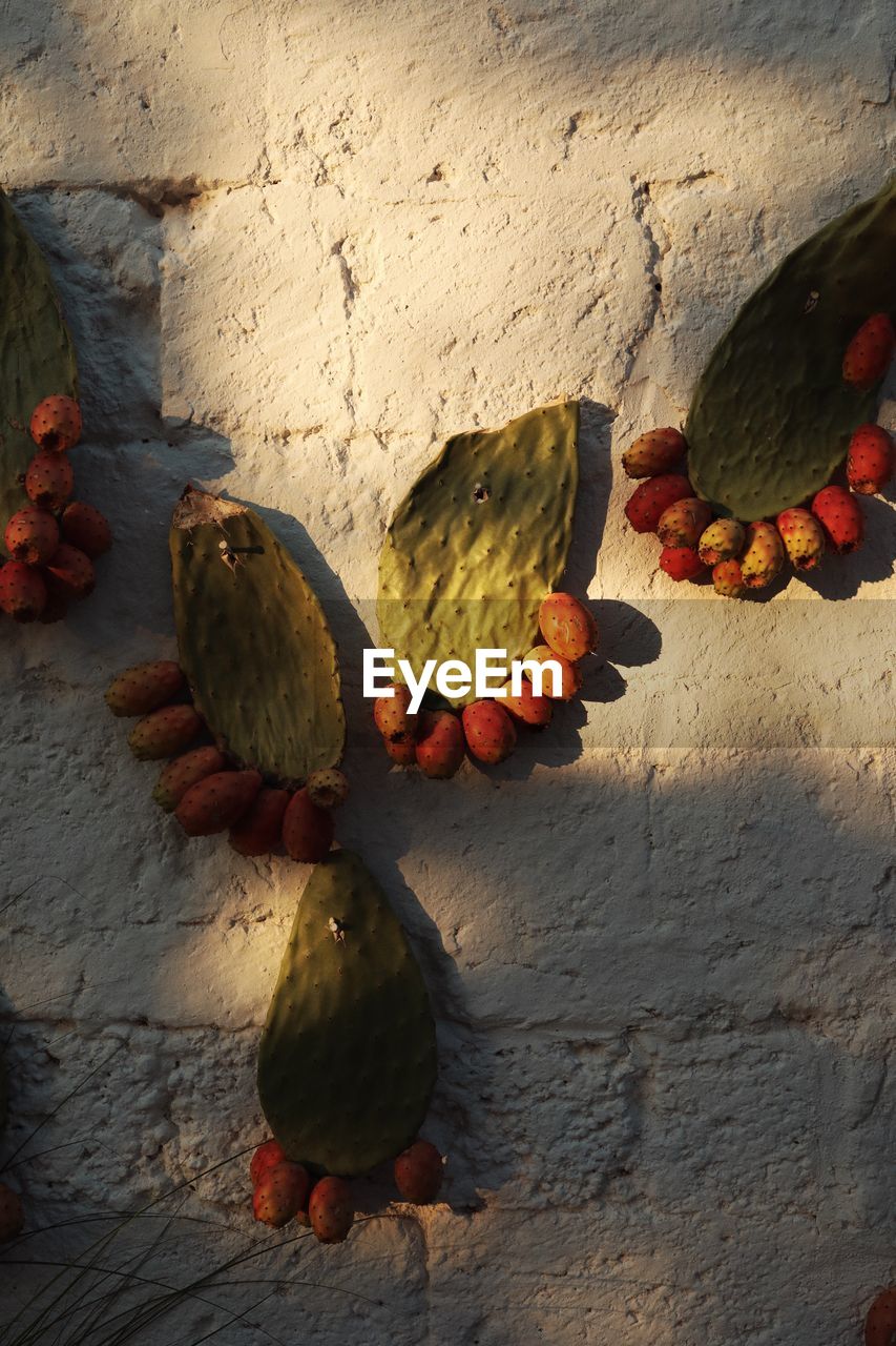 CLOSE-UP OF FRUITS AGAINST WALL