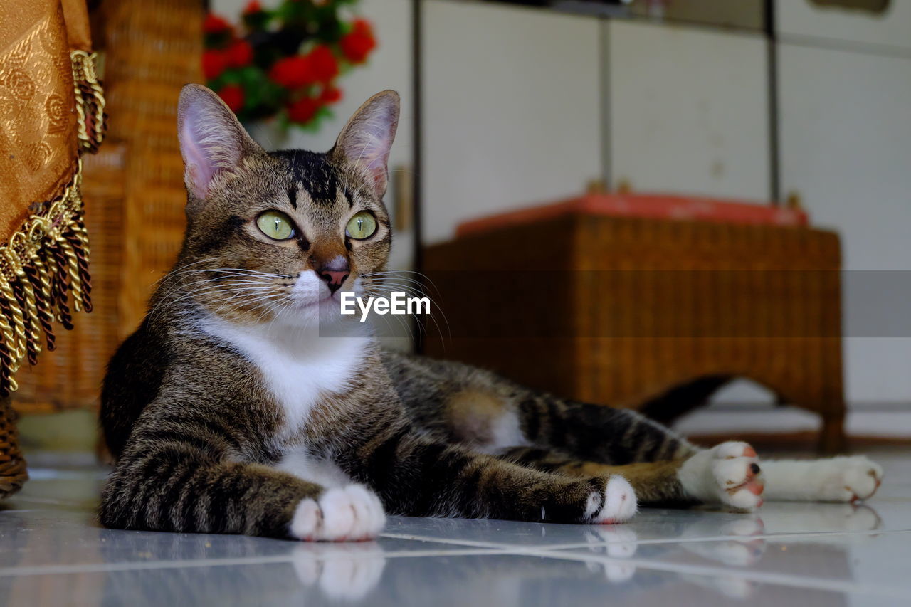 Cat lying down on floor