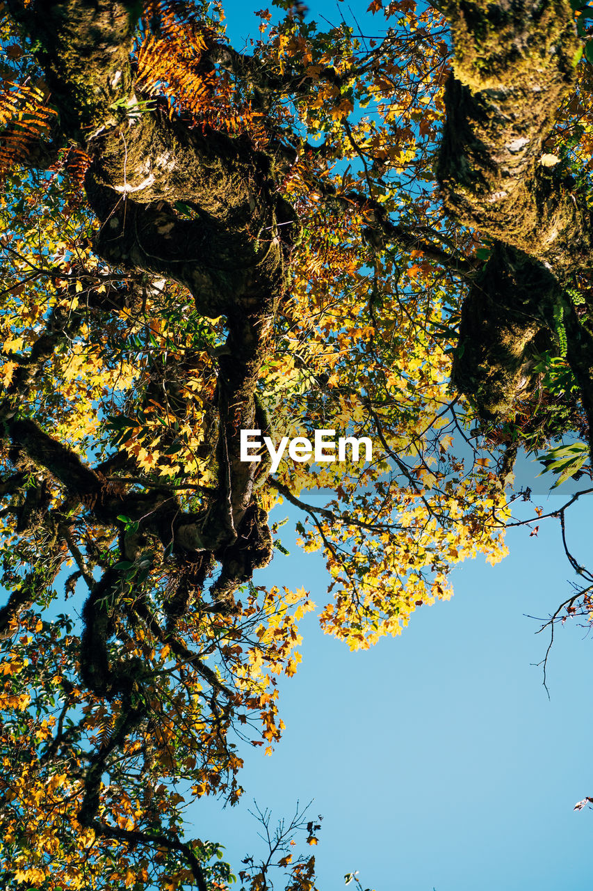 Low angle view of tree