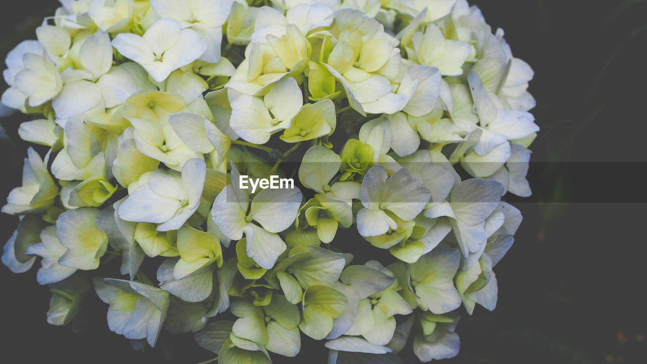 CLOSE-UP OF HYDRANGEA BLOOMING OUTDOORS