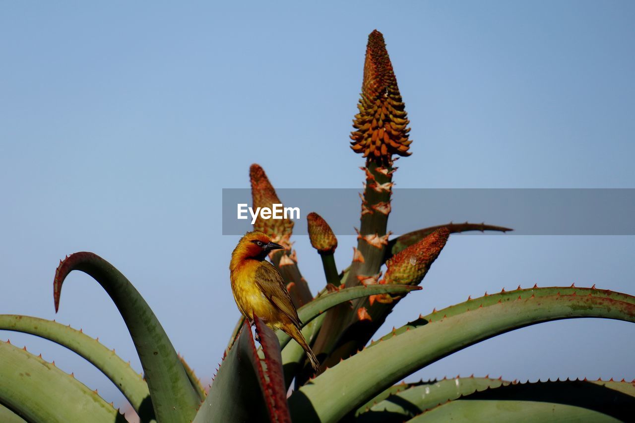 CLOSE-UP OF SUCCULENT PLANT AGAINST SKY