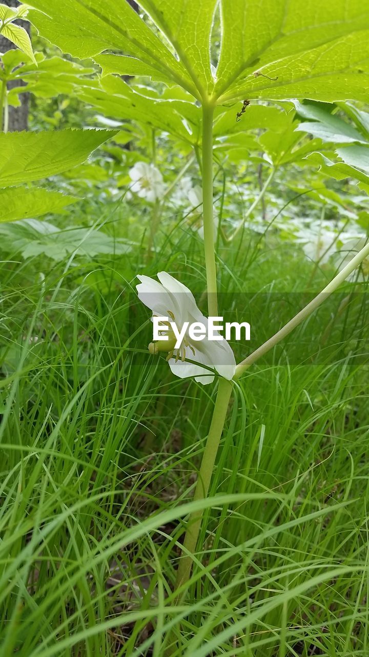 WHITE FLOWERS GROWING ON FIELD