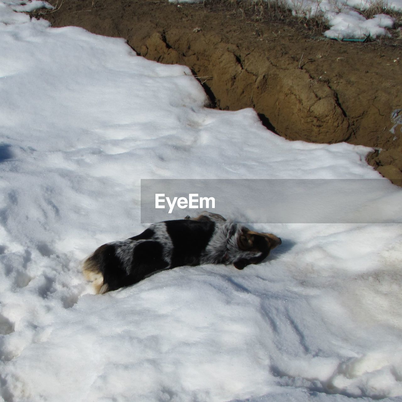 High angle view of dog relaxing on snow covered field