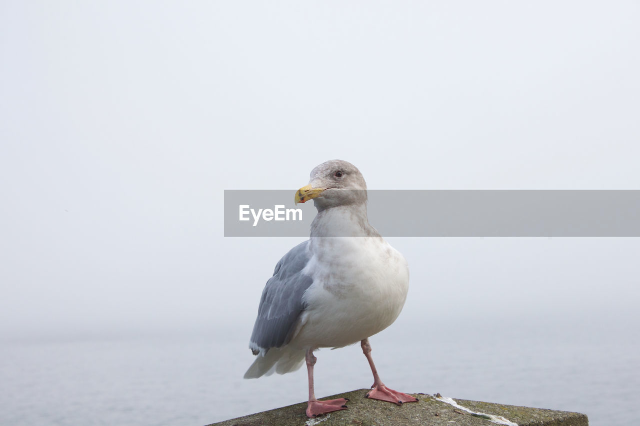 Close-up of seagull perching on a sea against sky