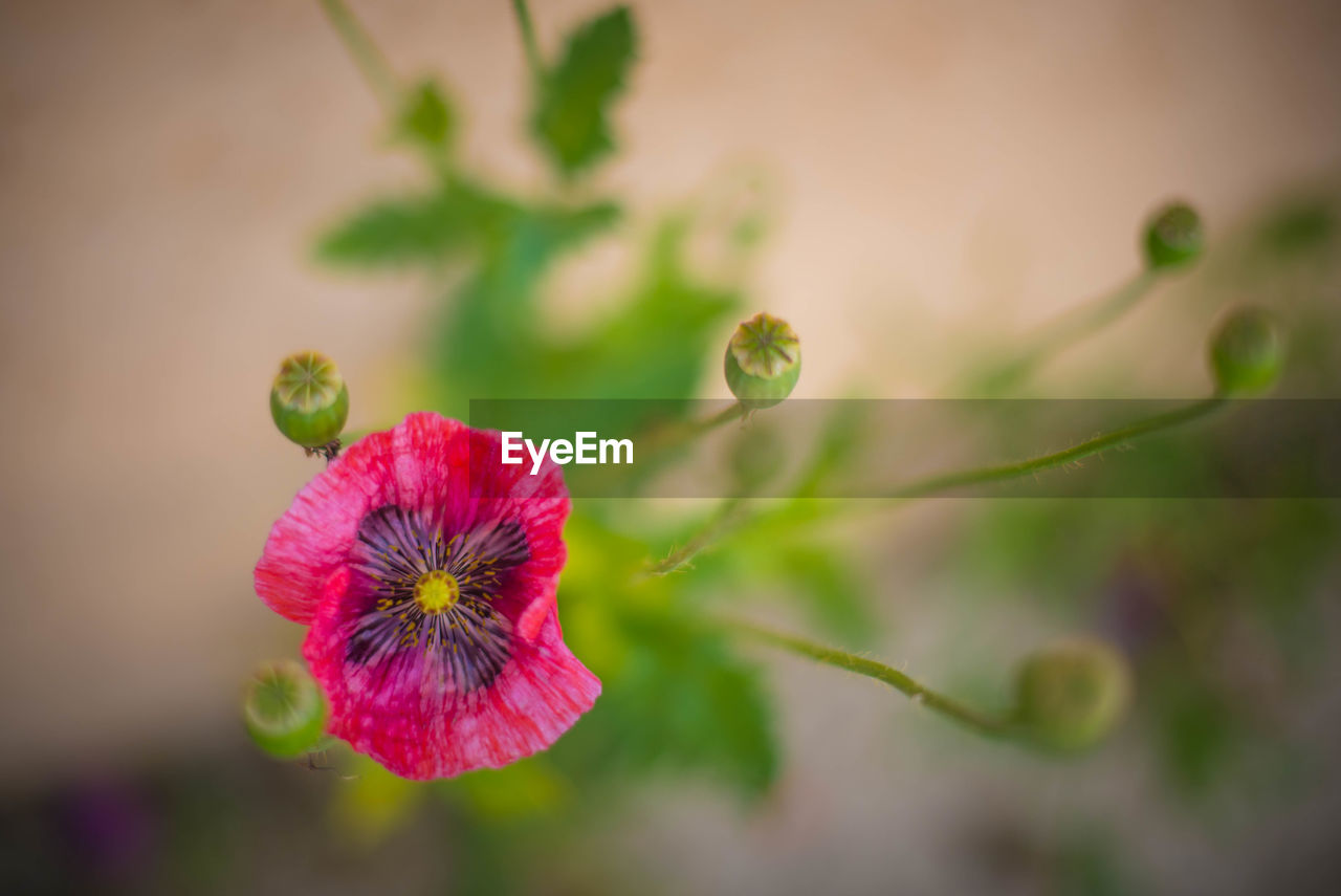 CLOSE-UP OF PINK FLOWER ON PLANT