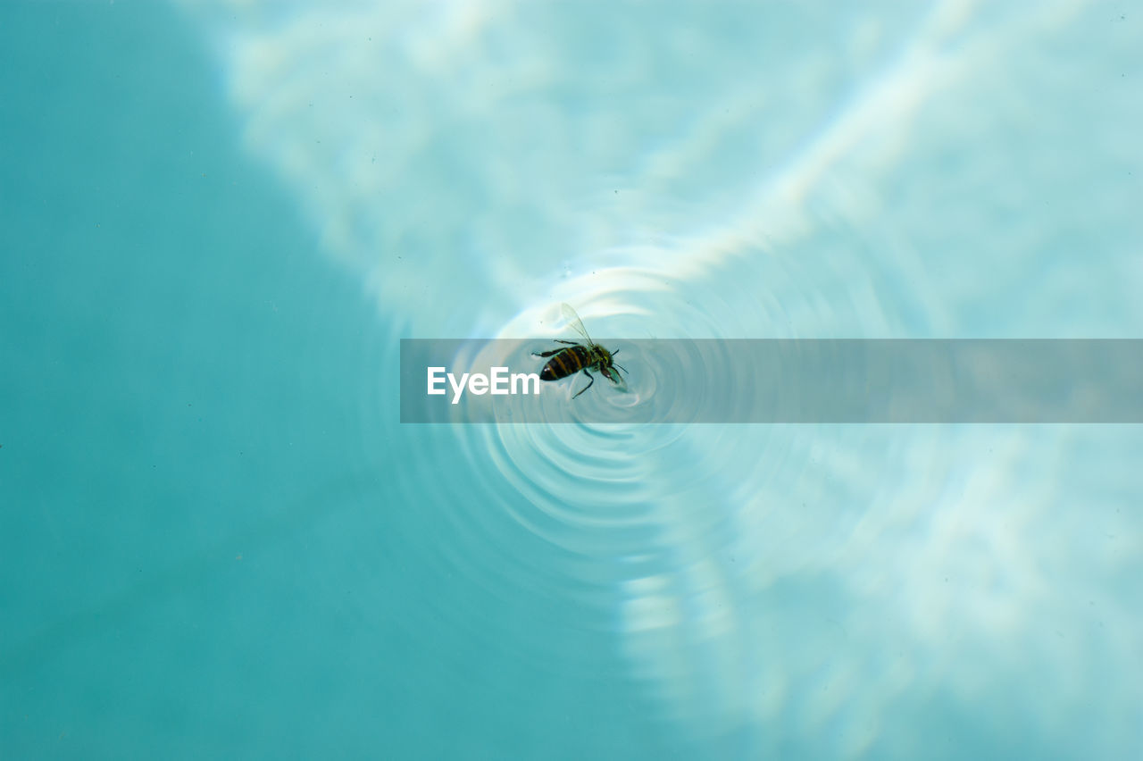 HIGH ANGLE VIEW OF TURTLE SWIMMING IN WATER