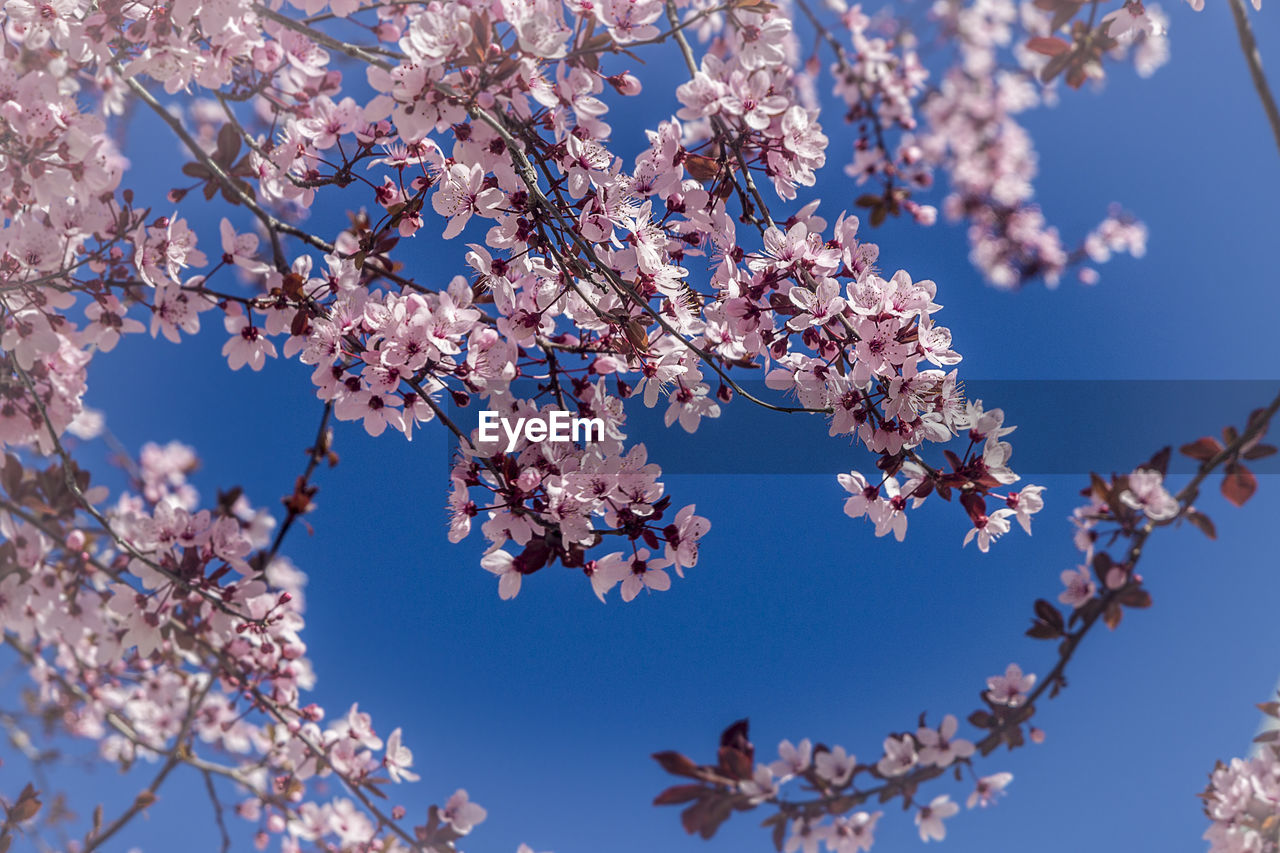 Low angle view of cherry blossoms against blue sky