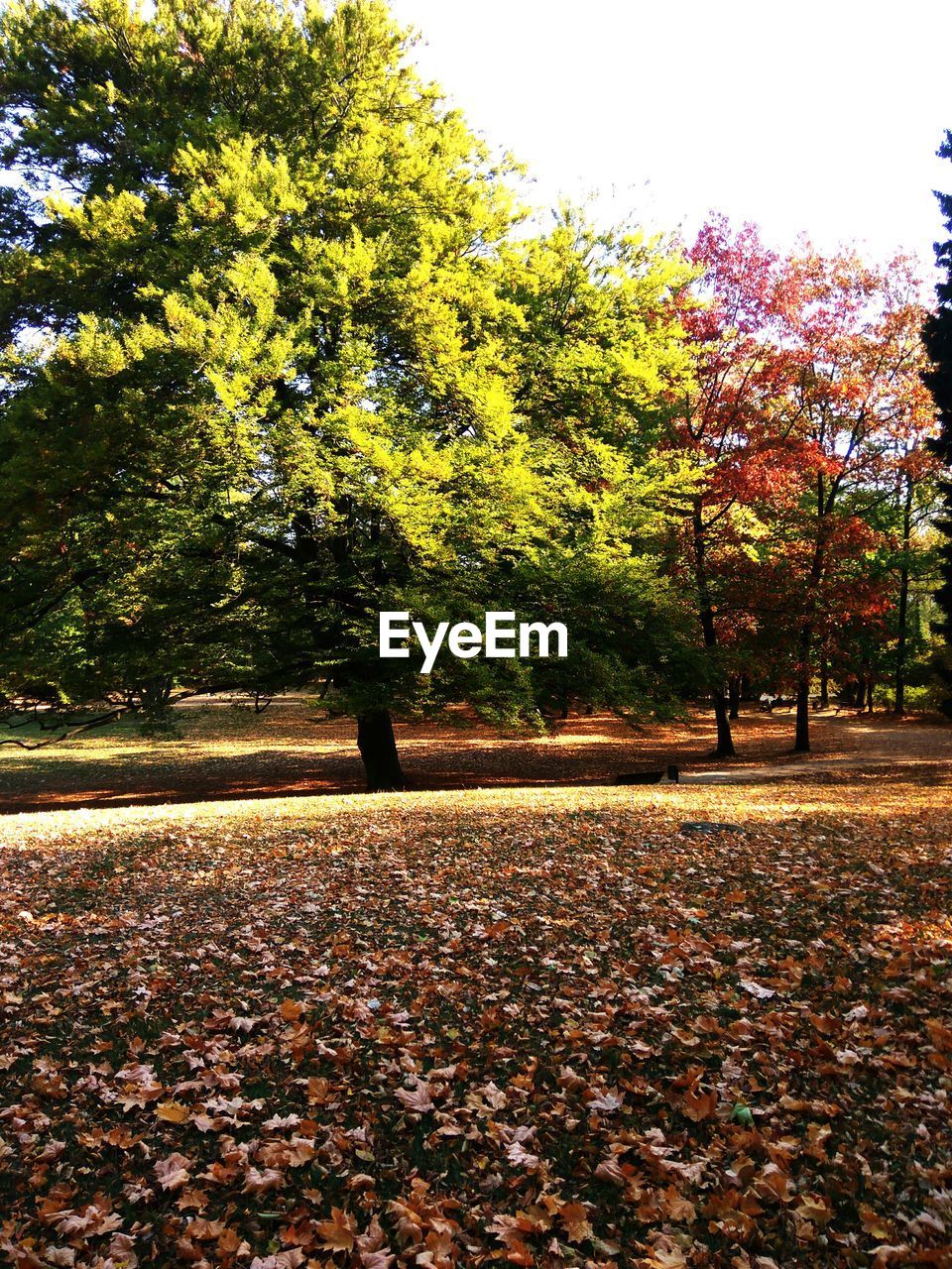 SUNLIGHT FALLING ON AUTUMN LEAVES ON FIELD