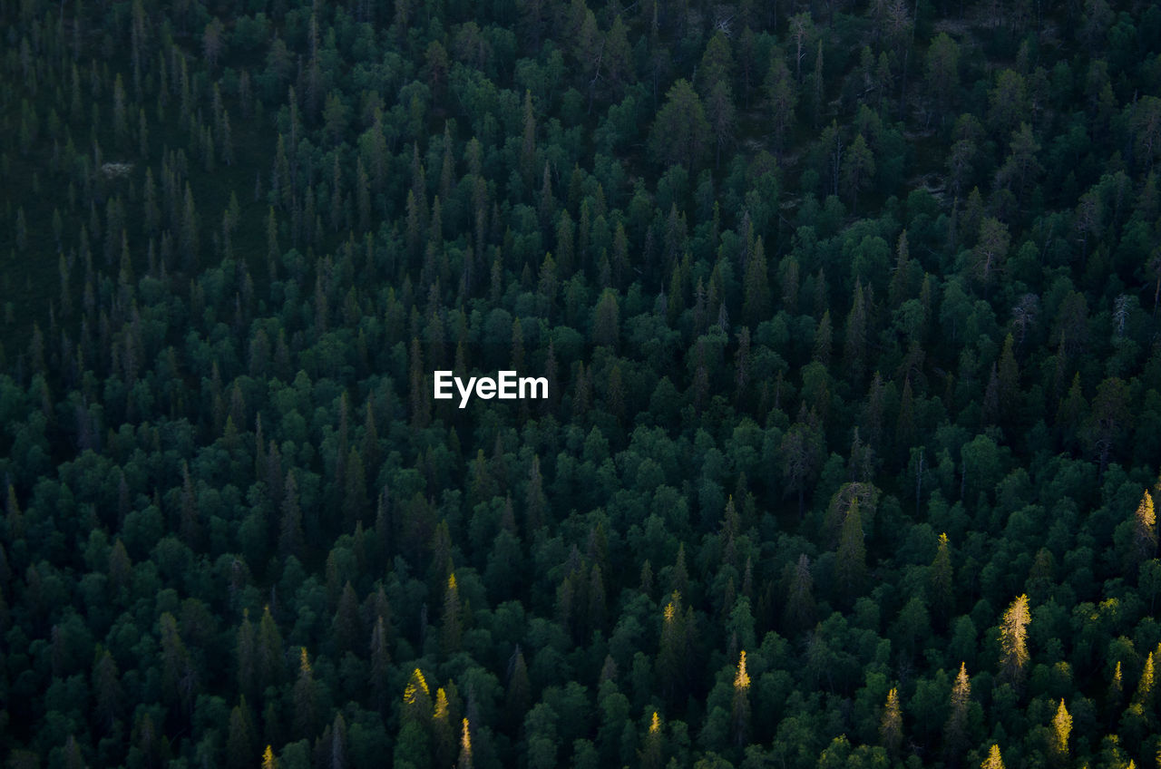 Full frame shot of pine trees in forest