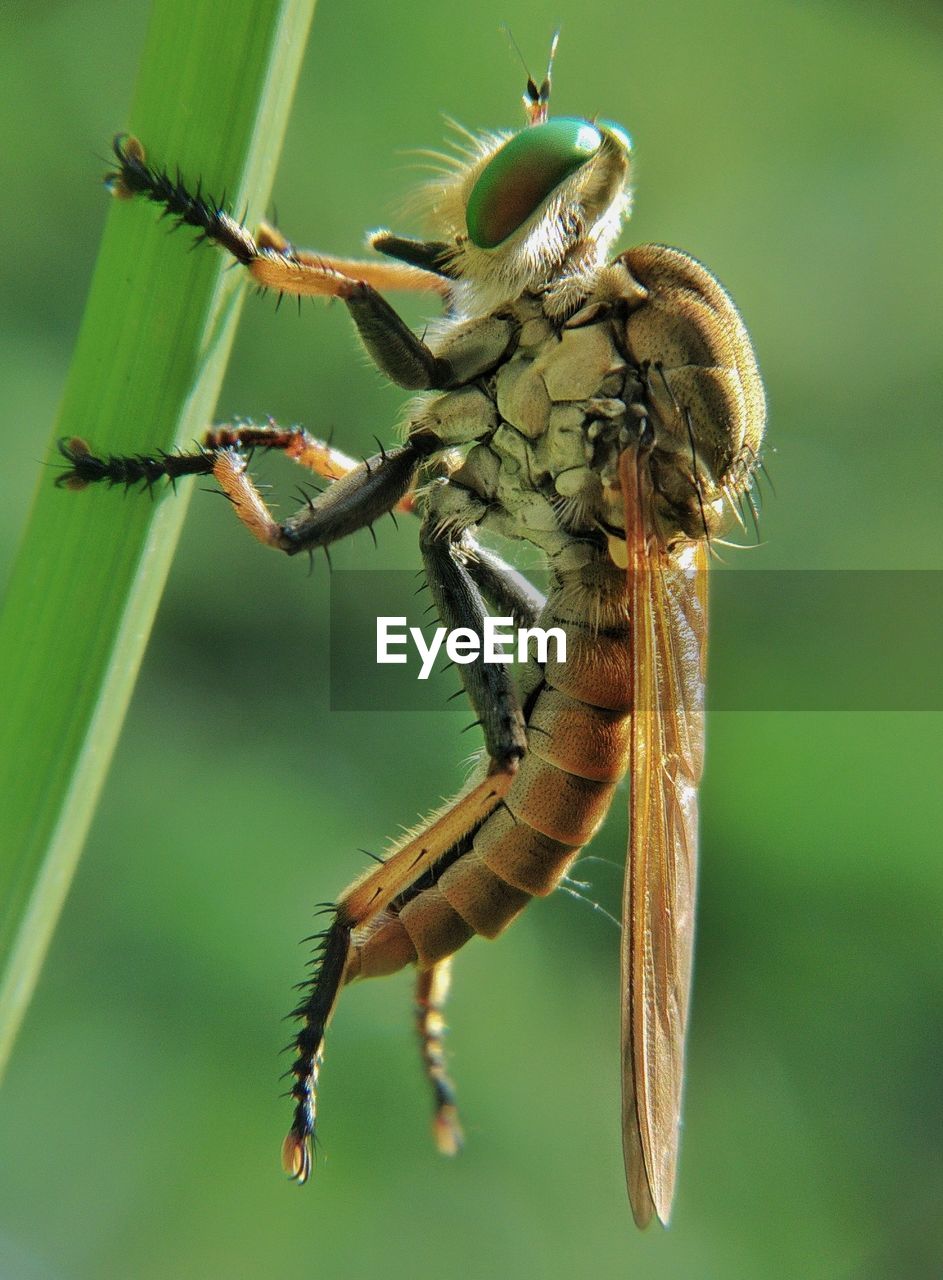 Rainbow robberfly