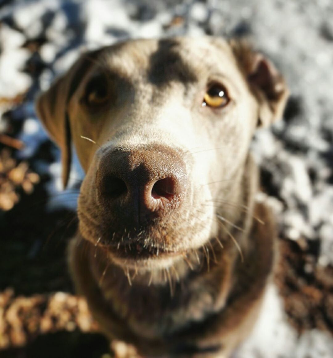 PORTRAIT OF DOG