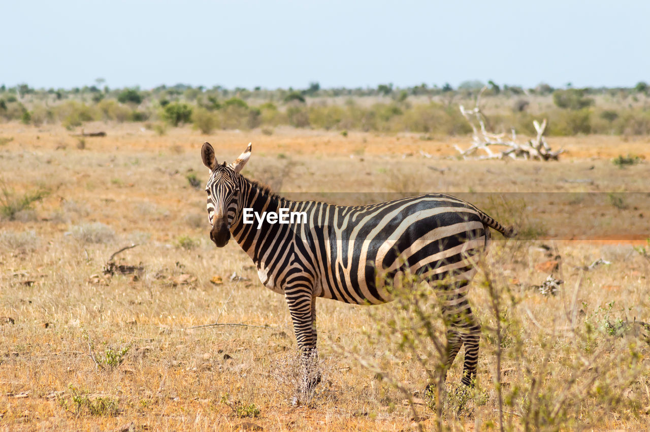 Solitary zebra in the tall grass of the savannah of tsavo east park in kenya