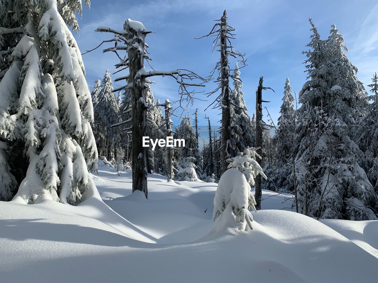 Trees on snow covered field against sky