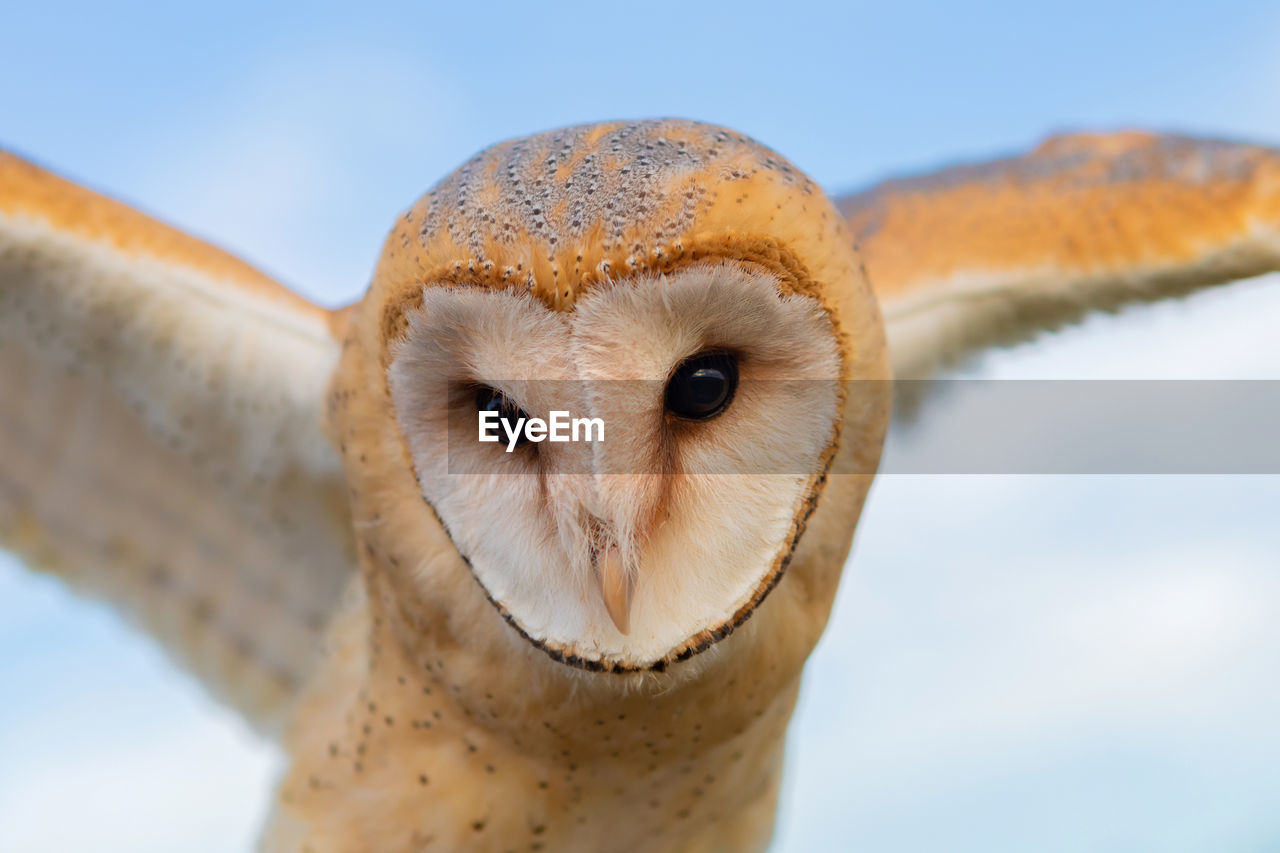 CLOSE-UP PORTRAIT OF A OWL