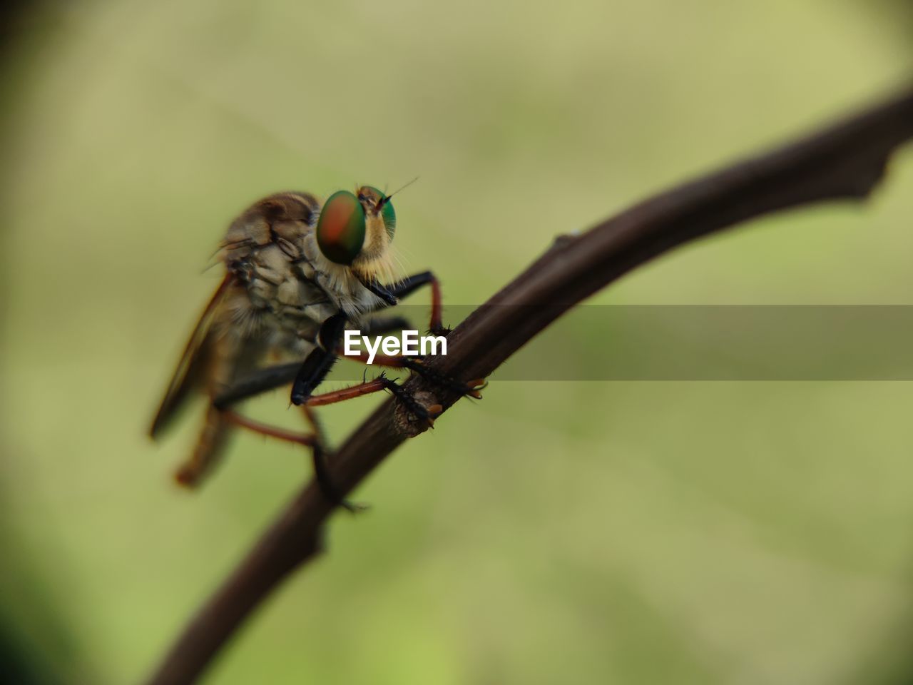 CLOSE-UP OF INSECT