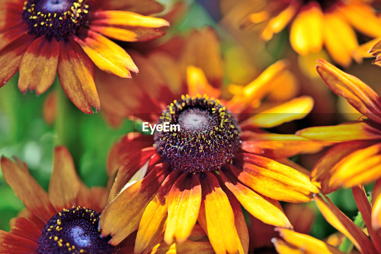 CLOSE-UP OF BLACK-EYED AND YELLOW DAISY