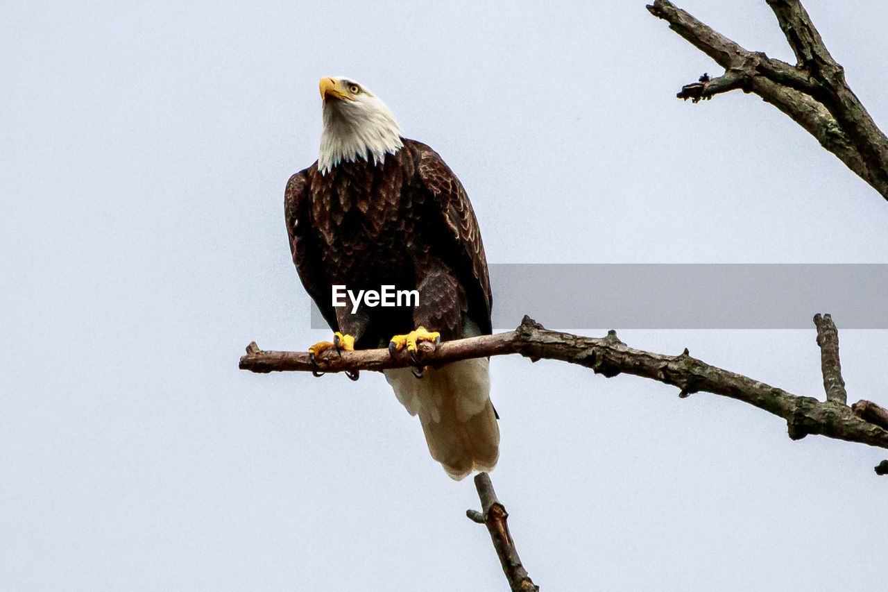 LOW ANGLE VIEW OF BIRD PERCHING ON BRANCH AGAINST SKY