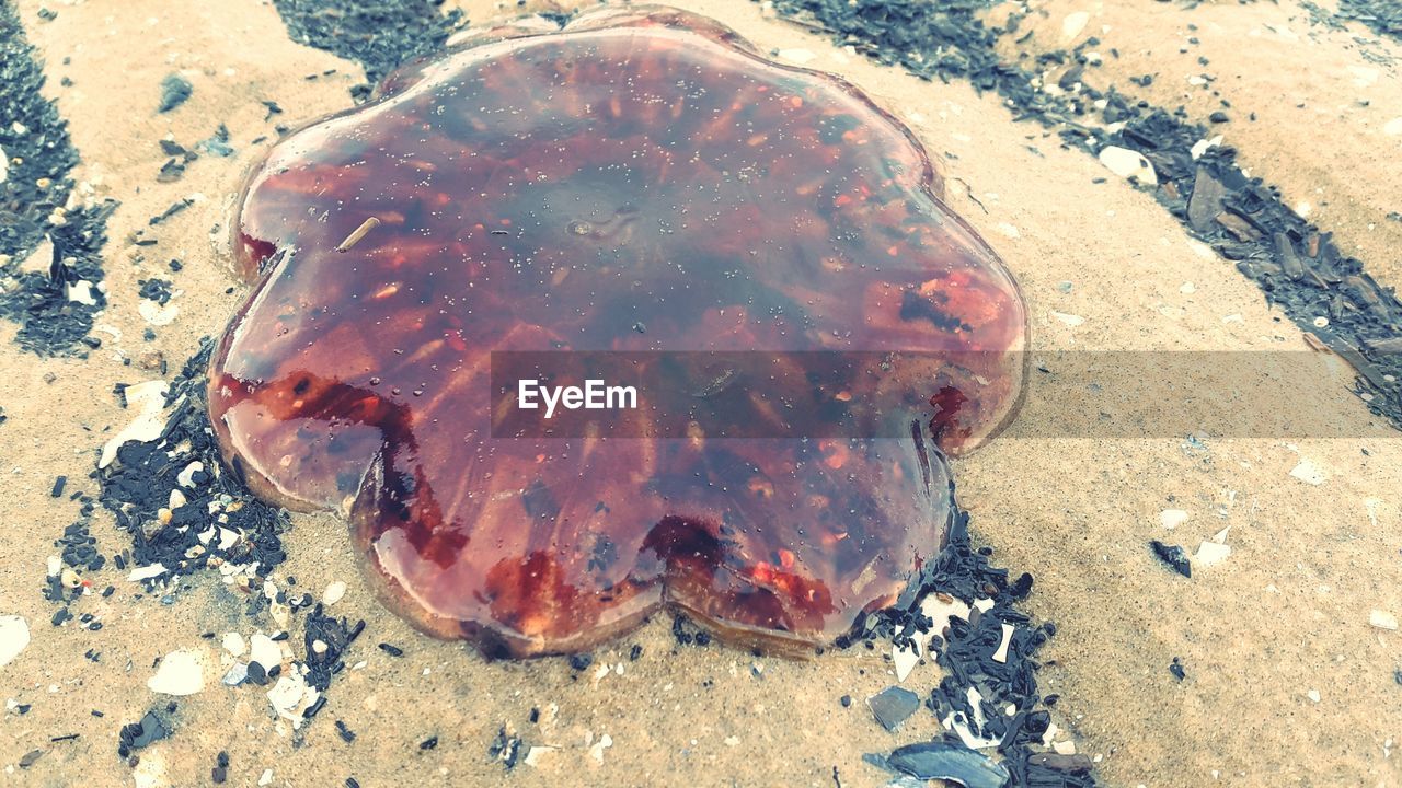High angel view of dead jellyfish on shore at beach