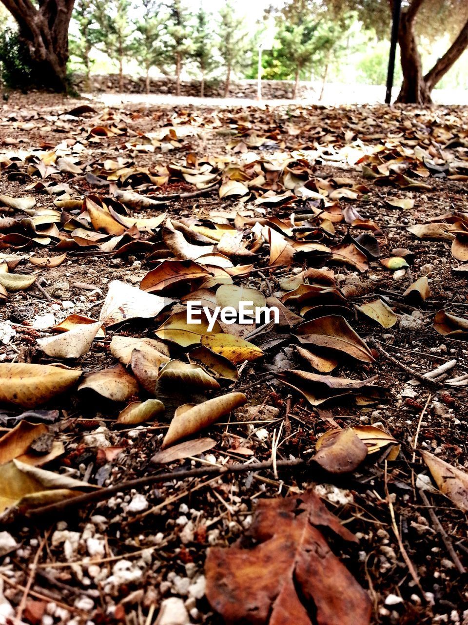 High angle view of dry leaves on messy field