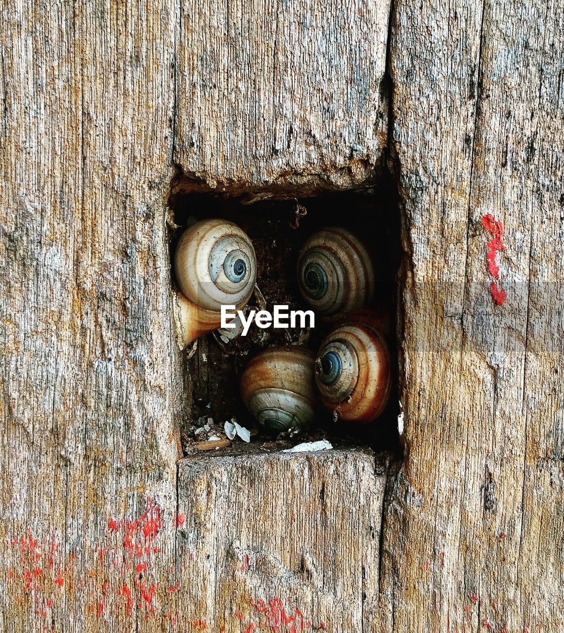CLOSE-UP OF SNAIL ON WOOD