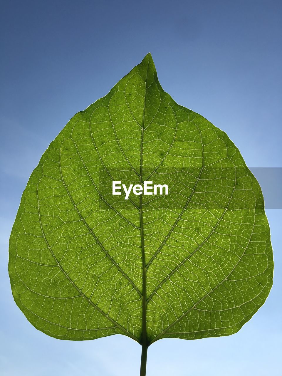 Close-up of green leaf