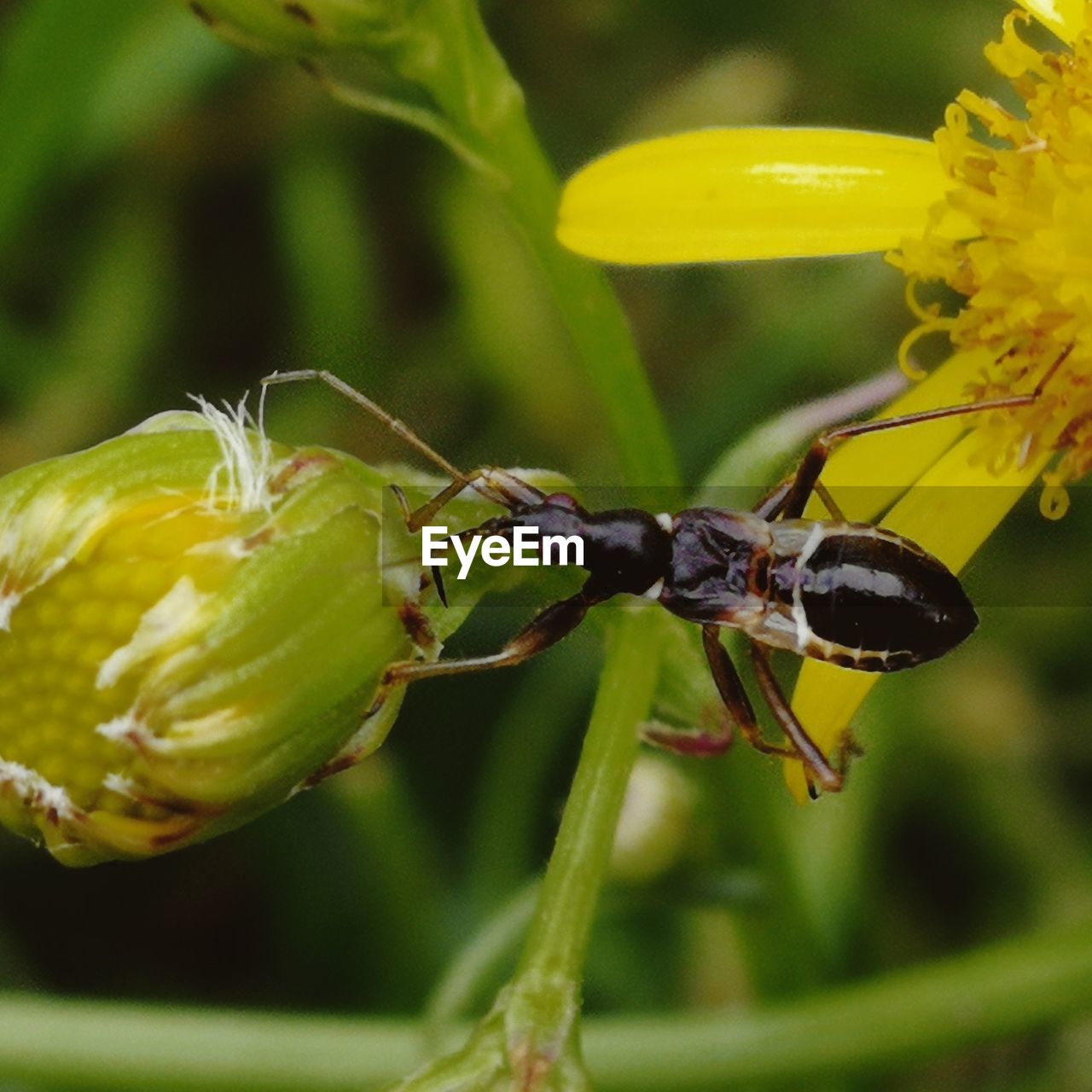 CLOSE-UP OF HONEY BEE ON FLOWER