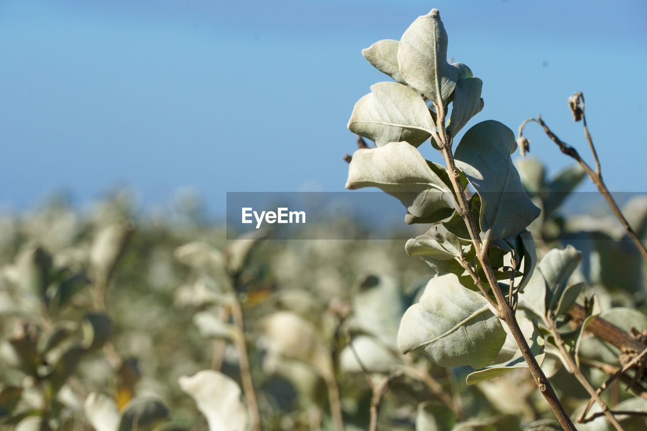 Close-up of flowering plants against sky