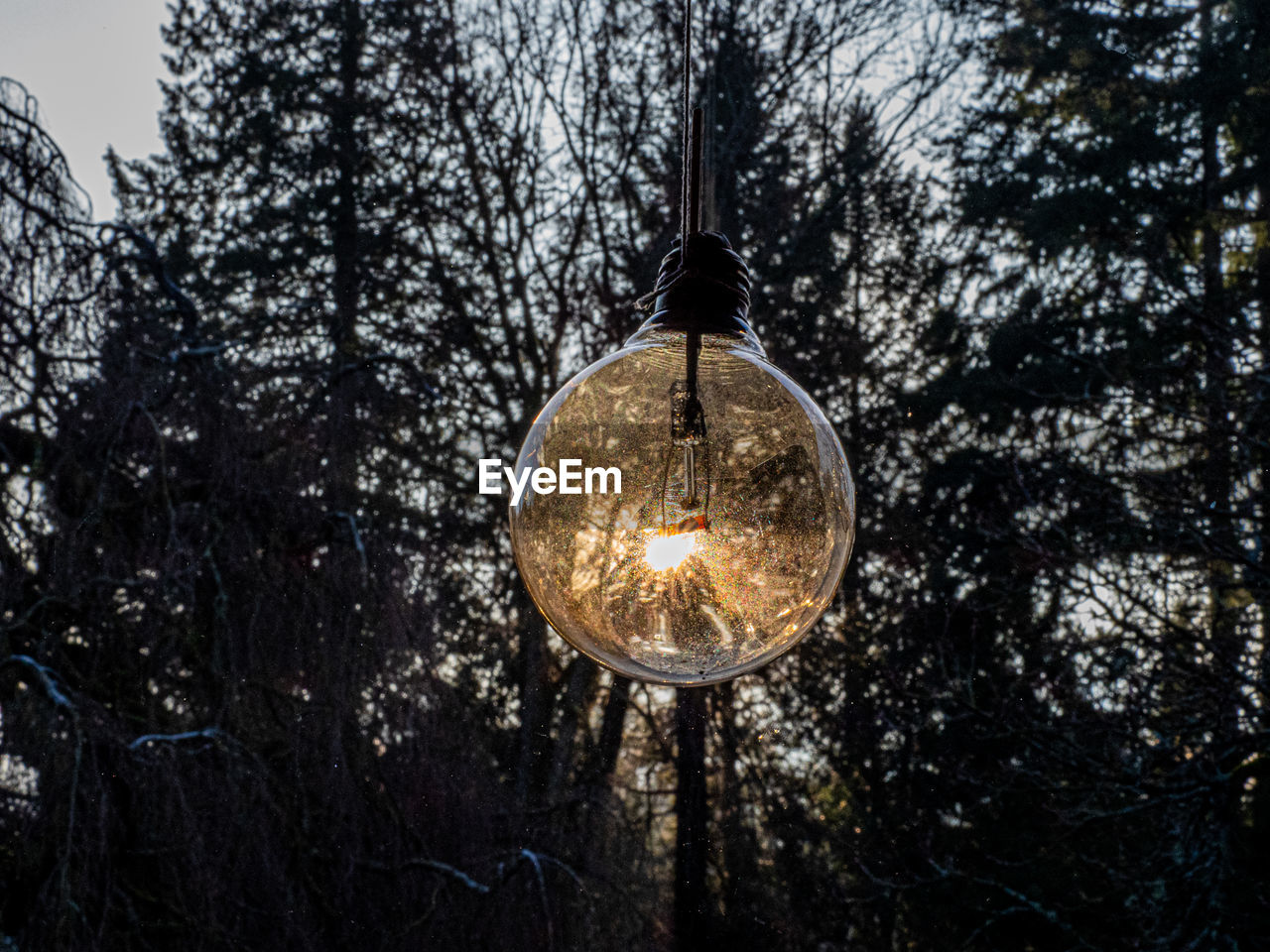 LOW ANGLE VIEW OF ILLUMINATED LIGHT BULB ON TREE