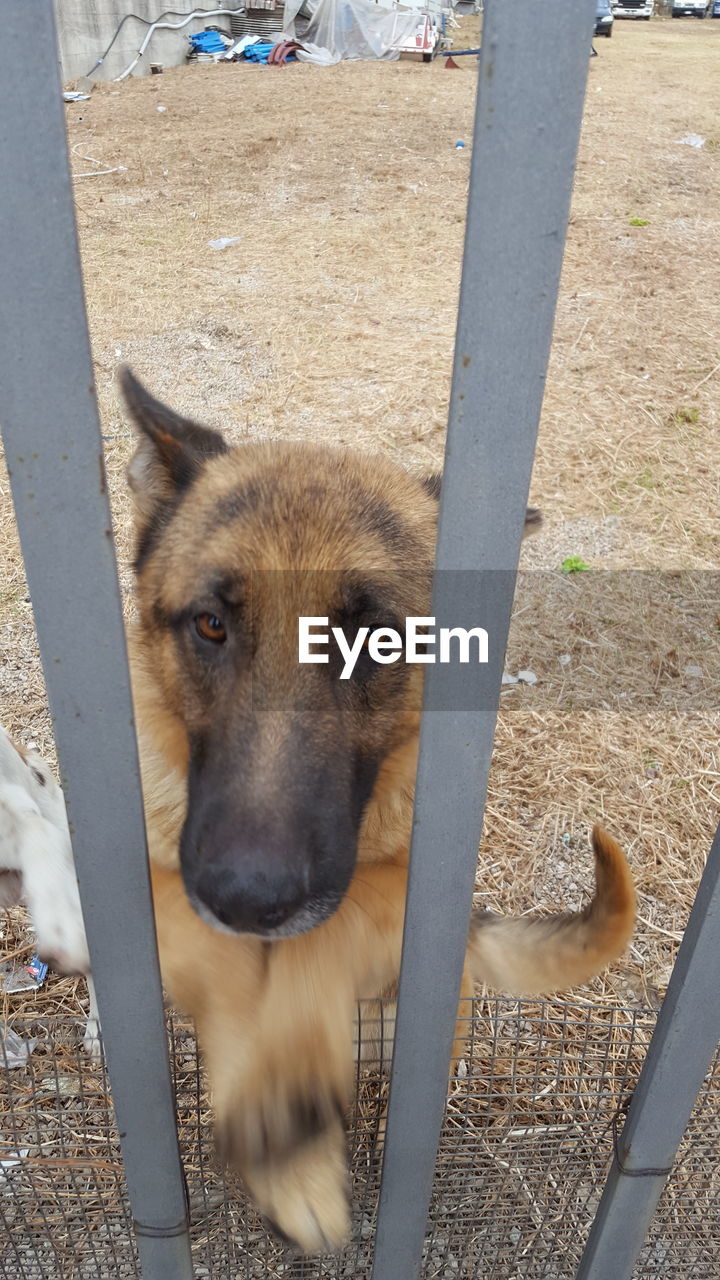 HIGH ANGLE VIEW OF DOG BY FENCE