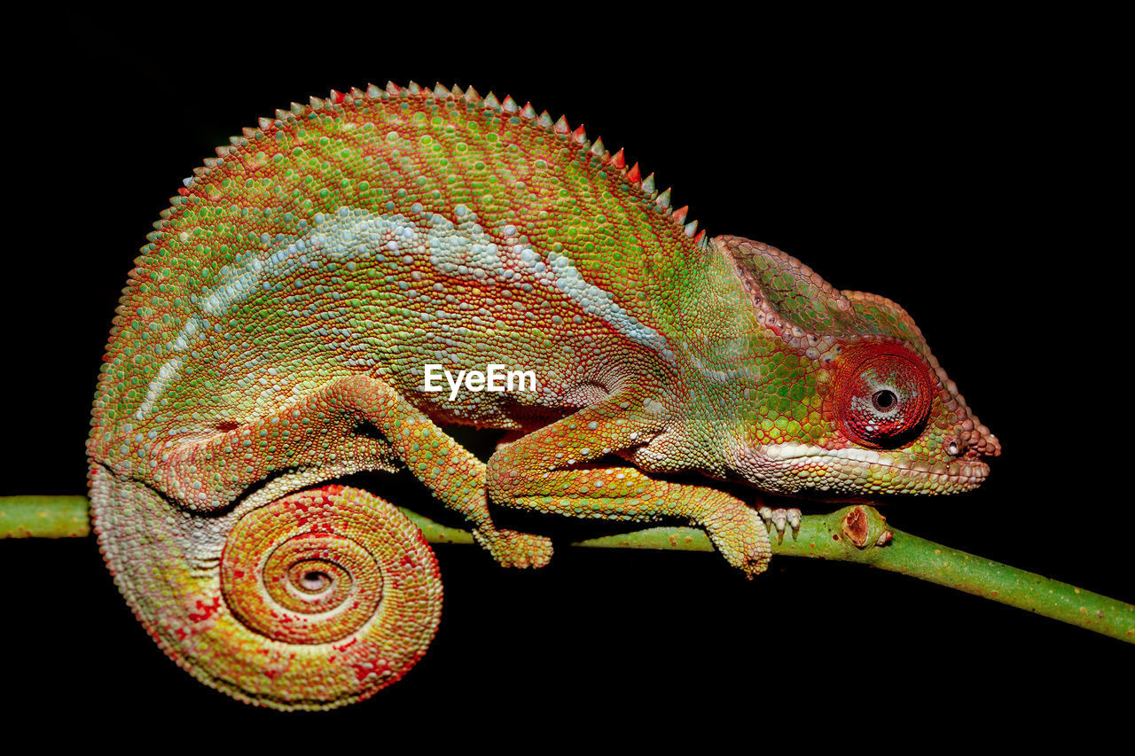 Close-up of chameleon on twig over black background
