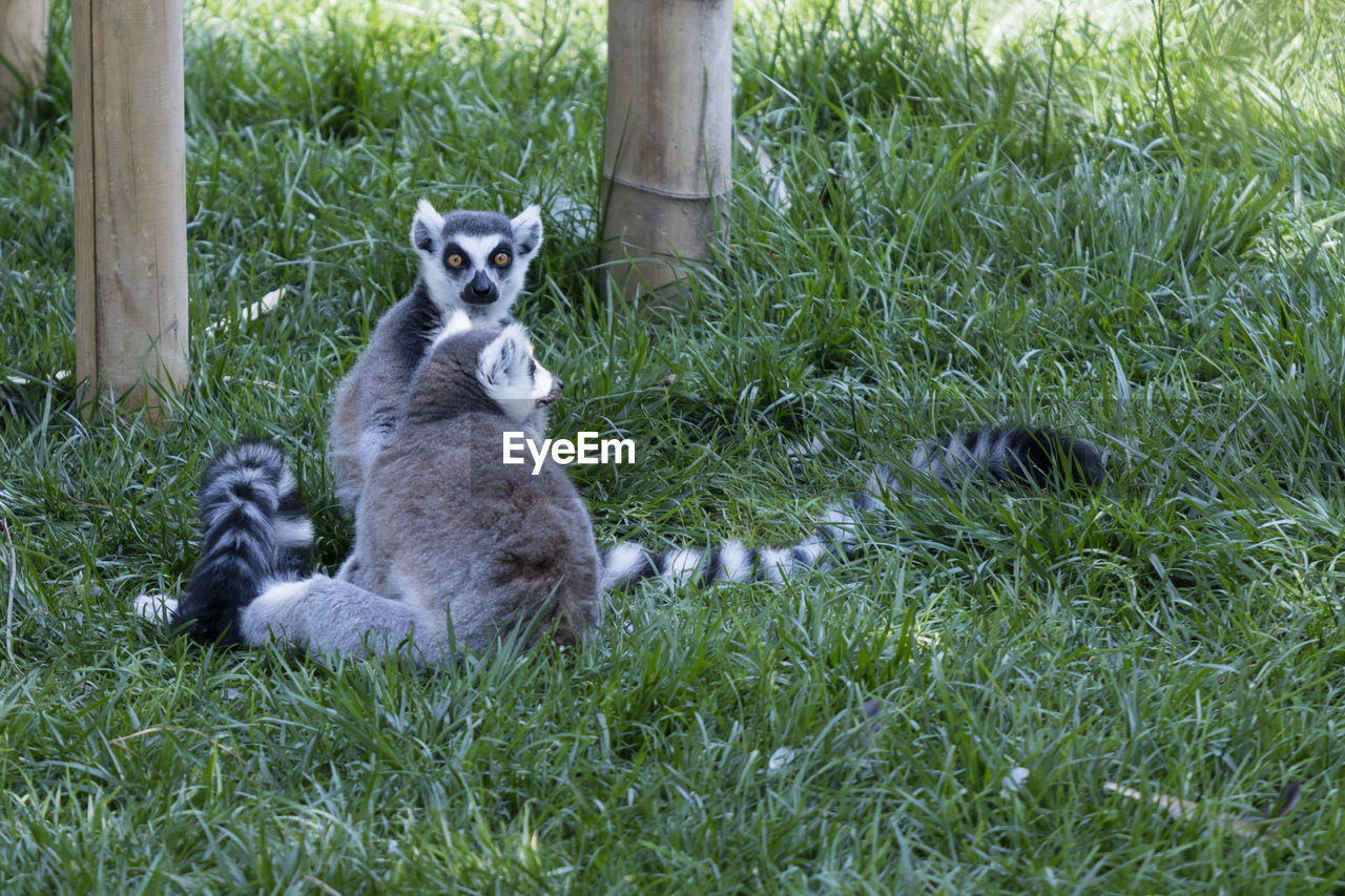 Ring tailed lemur