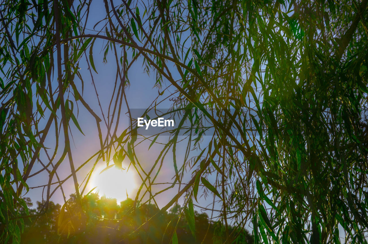 LOW ANGLE VIEW OF FRESH PLANTS AGAINST SKY