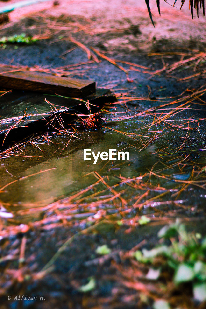 HIGH ANGLE VIEW OF DRY LEAF ON WATER