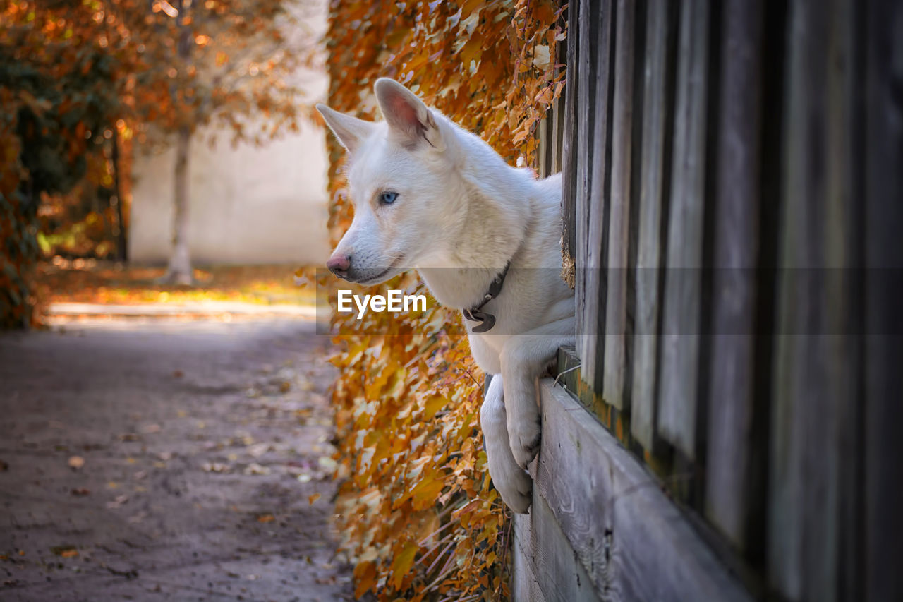 Close-up of dog looking away