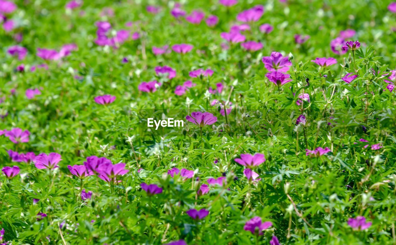 Close-up of purple crocus flowers on field