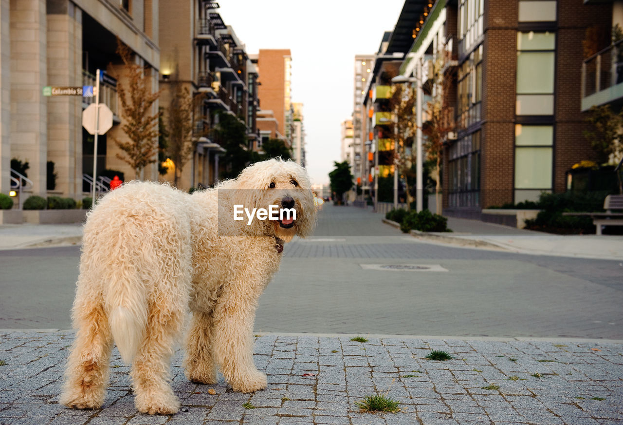 Full length portrait of doodle standing on city street