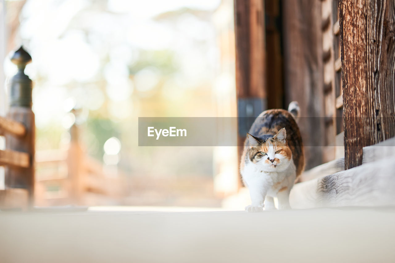 Cat stretching in front of wooden house