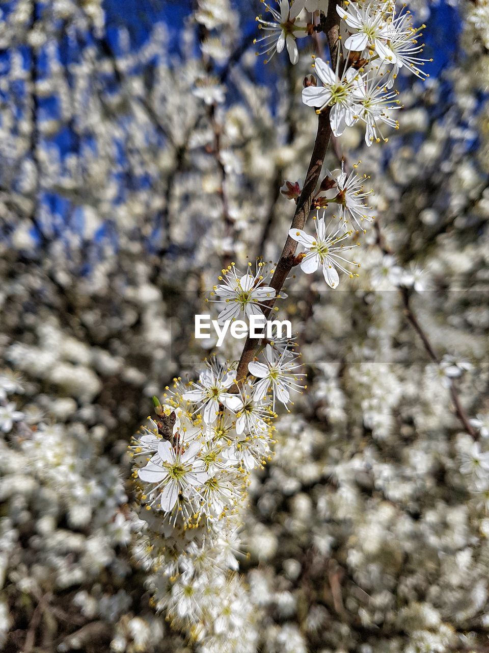 CLOSE-UP OF APPLE BLOSSOM