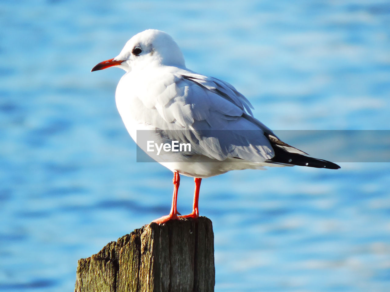 CLOSE-UP OF SEAGULL ON WOODEN POST