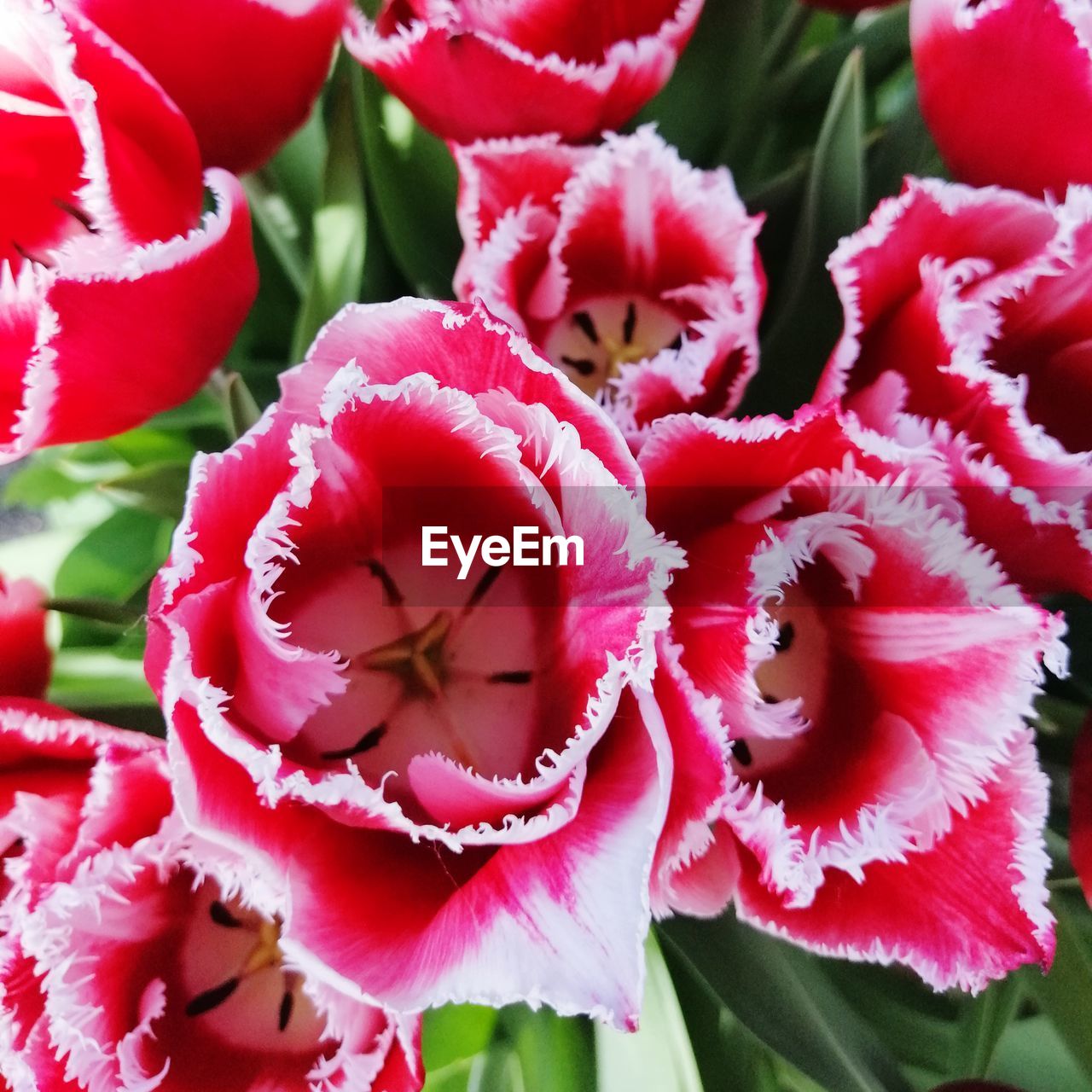 Close-up of red flowering plant