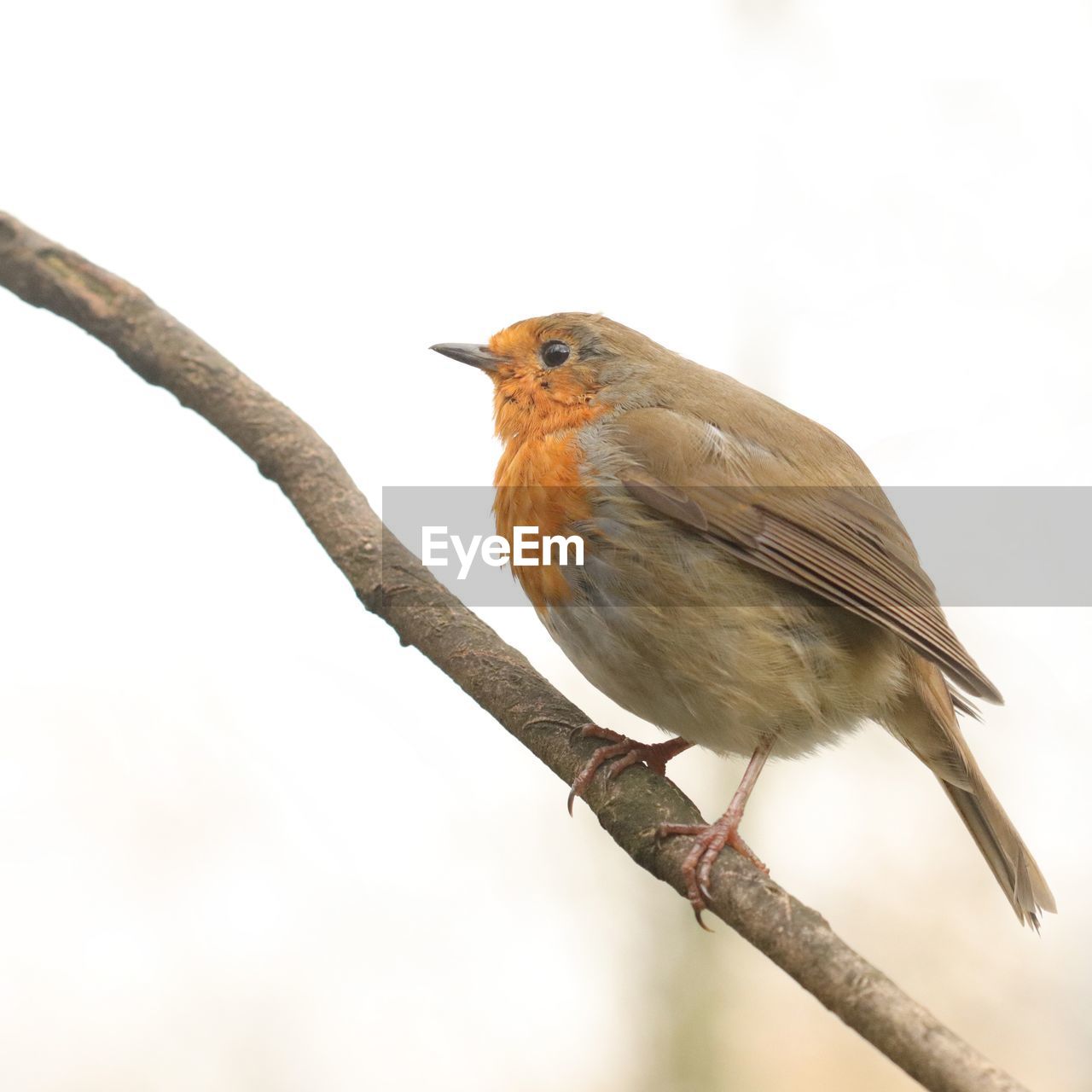 BIRD PERCHING ON BRANCH