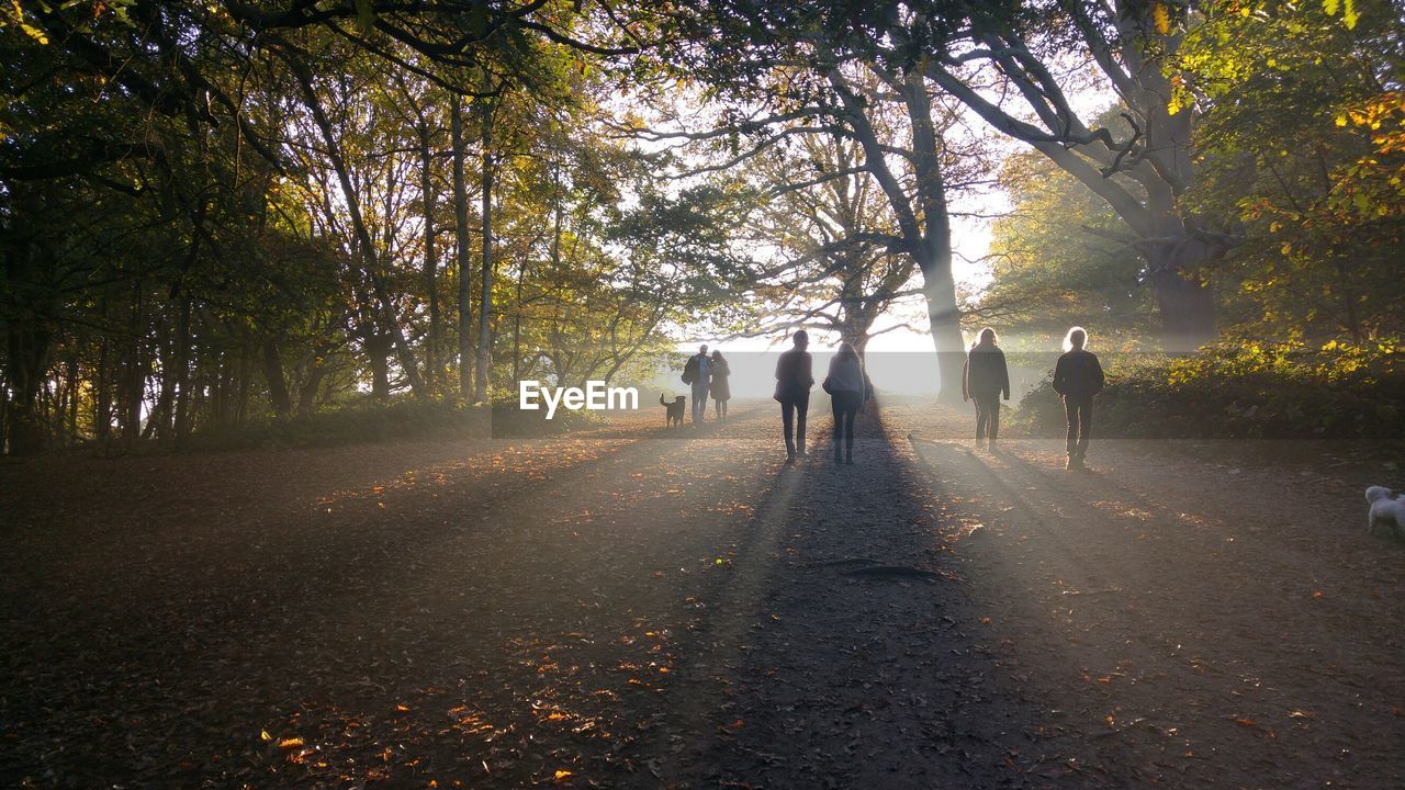 People walking in forest during sunset