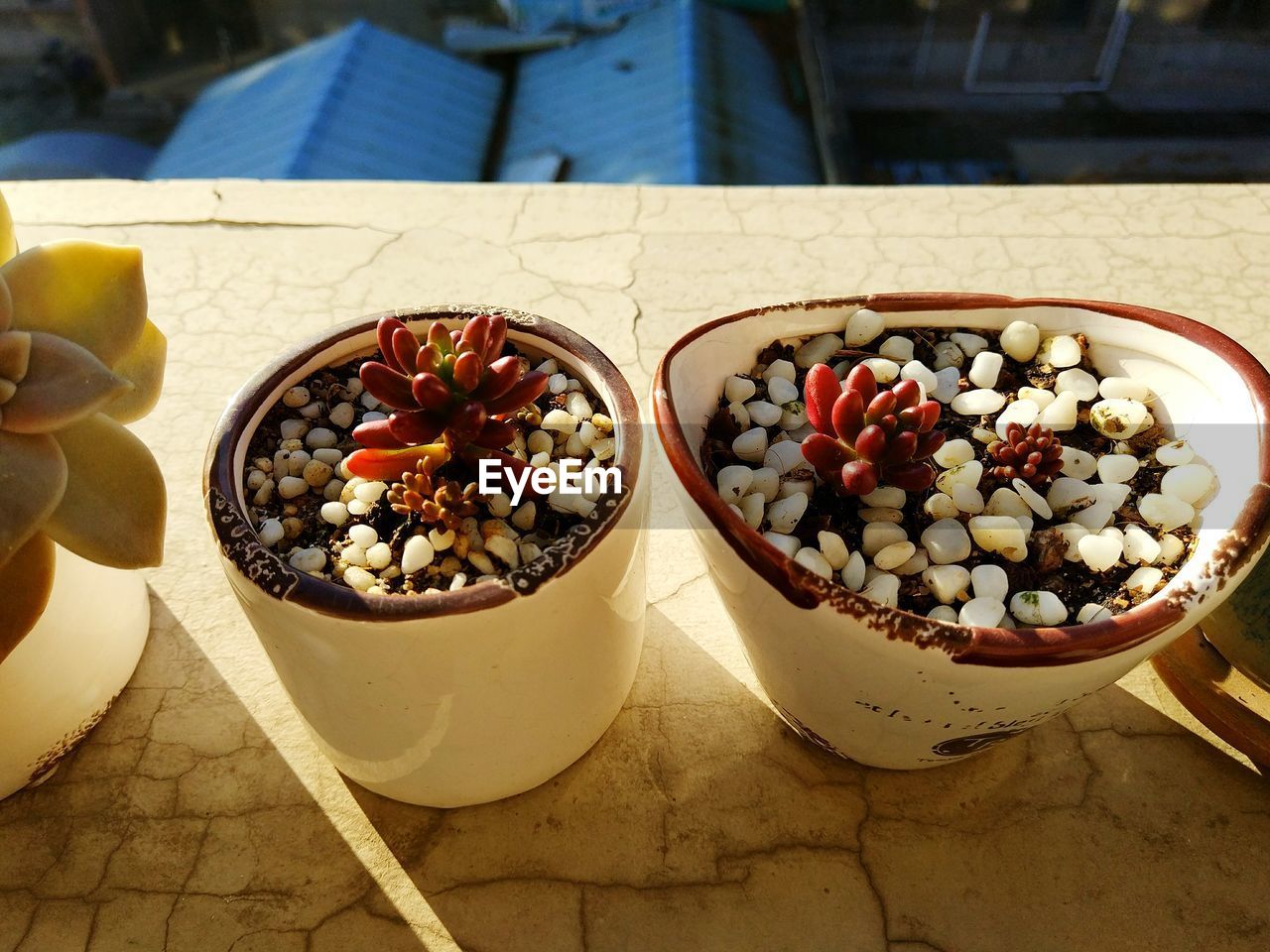 High angle view of plants on railing