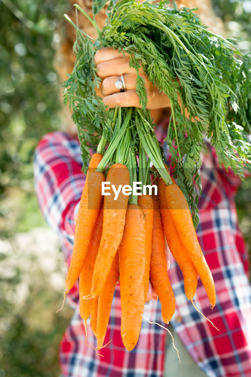 Farmer holding carrots at farm