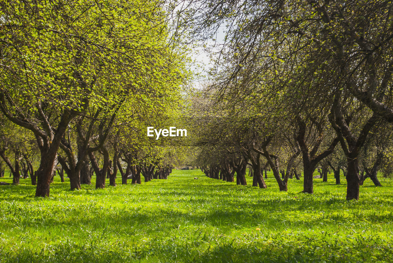 Trees growing on grassy field