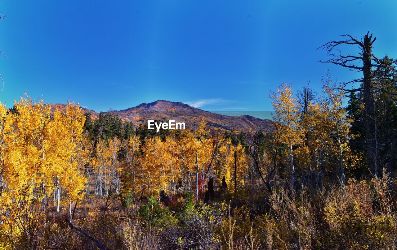 plant, tree, nature, autumn, sky, beauty in nature, scenics - nature, mountain, environment, landscape, land, wilderness, leaf, no people, tranquility, forest, blue, tranquil scene, non-urban scene, morning, pinaceae, yellow, outdoors, coniferous tree, pine tree, pine woodland, day, travel destinations, woodland, mountain range, natural environment, multi colored, growth, cloud, idyllic, sunlight
