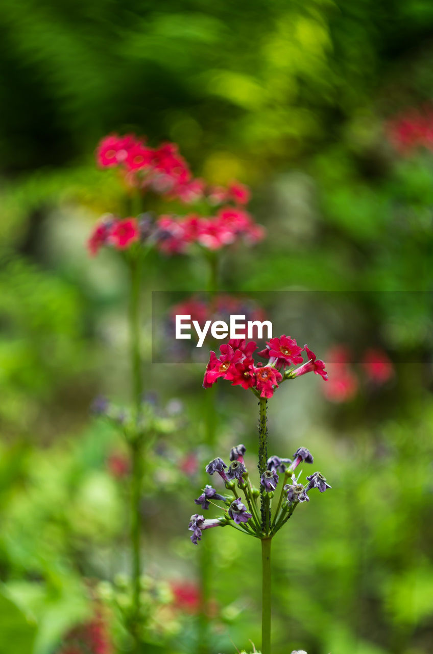 CLOSE-UP OF RED FLOWER BLOOMING OUTDOORS