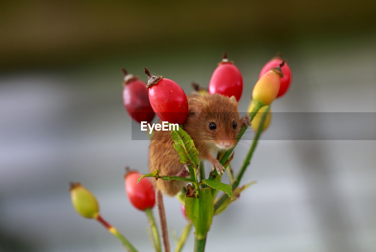 Close-up of rodent on plant