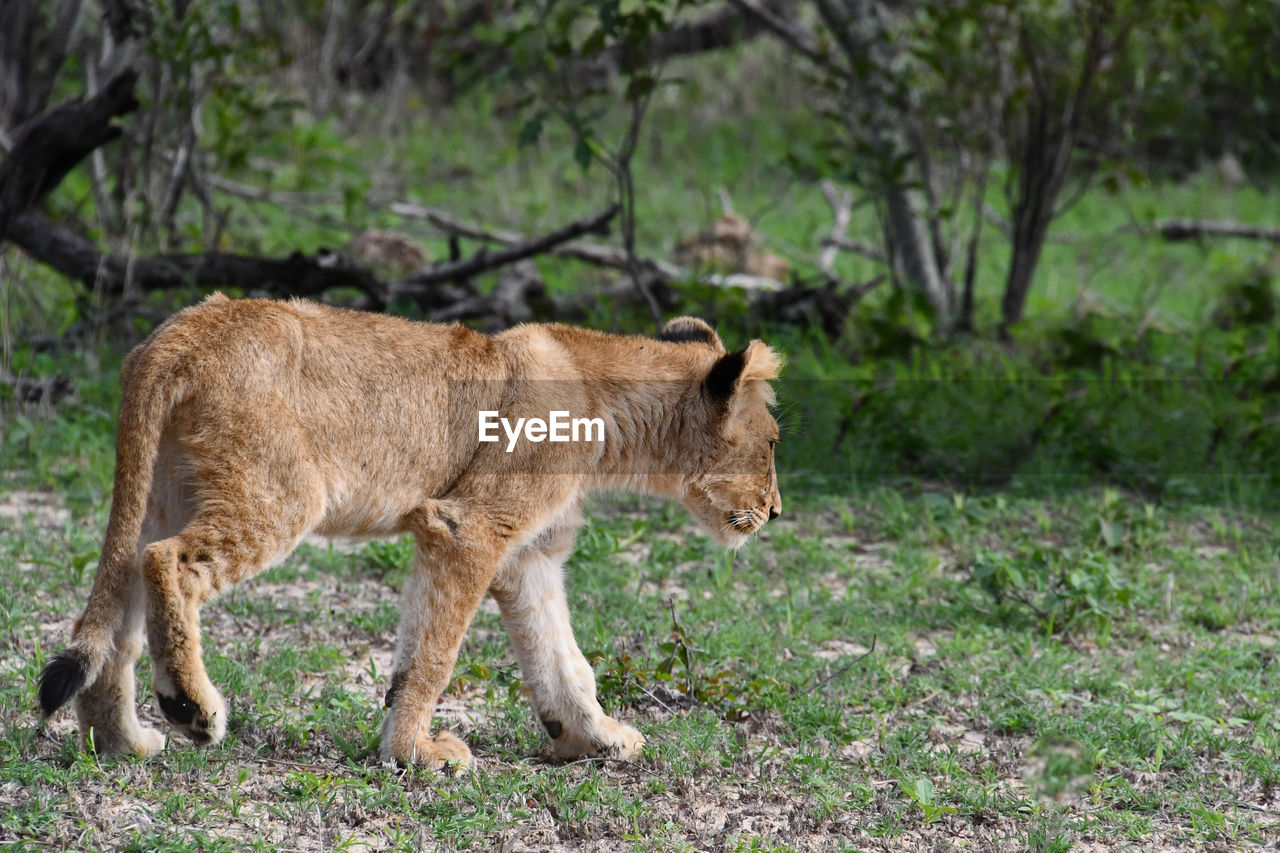 Lion cub walking through a field.