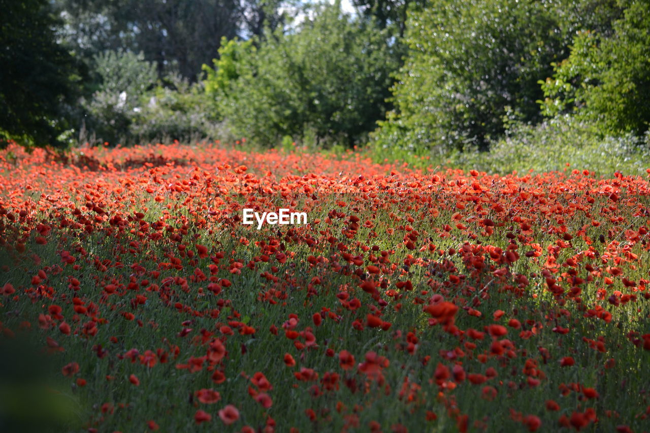 CLOSE-UP OF RED POPPIES ON FIELD